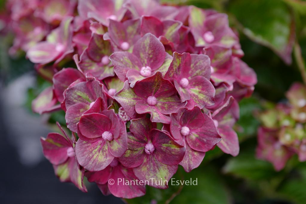 Hydrangea macrophylla 'ROCO131801' (ROCO BLACK KNIGHT)