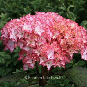 Hydrangea macrophylla 'Sabrina'