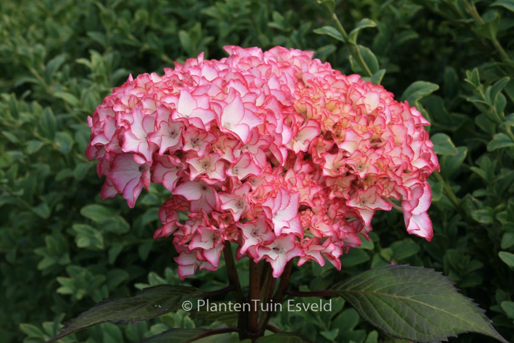 Hydrangea macrophylla 'Sabrina'