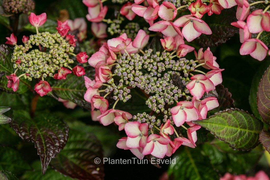 Hydrangea macrophylla 'Satin Pink Soul'