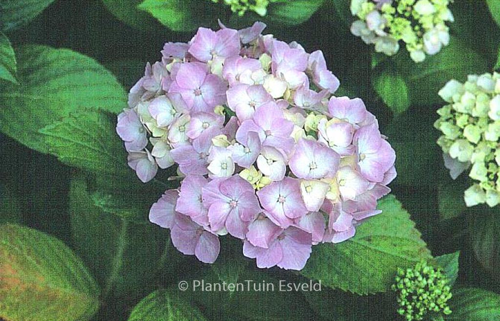 Hydrangea macrophylla 'Seascape'