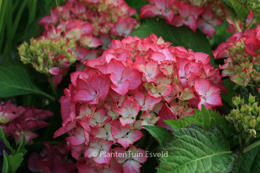 Hydrangea macrophylla 'Selma'