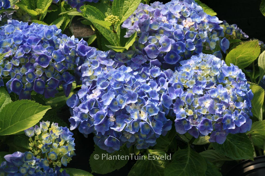 Hydrangea macrophylla 'Superbowl'