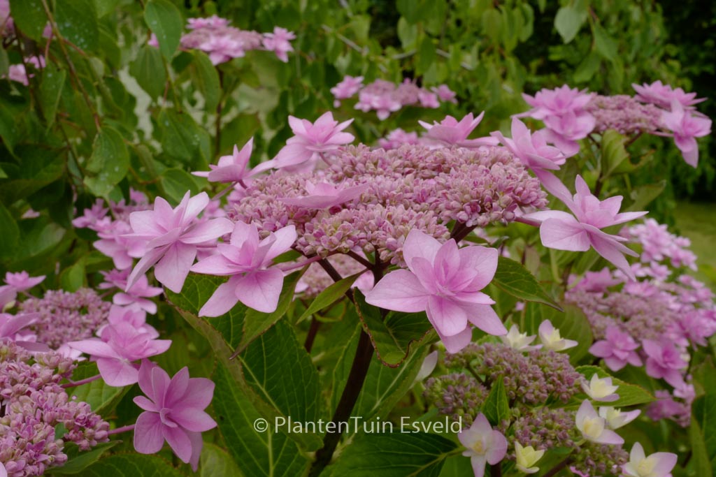 Hydrangea macrophylla 'Tambour Major'