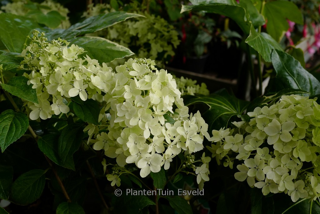 Hydrangea paniculata 'Coustar02' (PETITE STAR)