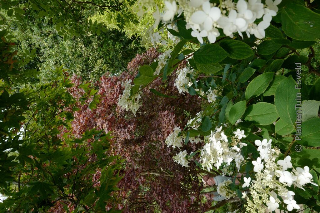 Hydrangea paniculata 'Interhydia' (PINK DIAMOND) - Afbeelding 3