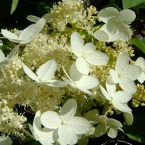 Hydrangea paniculata (LIVING CREATIONS) 'Praecox'