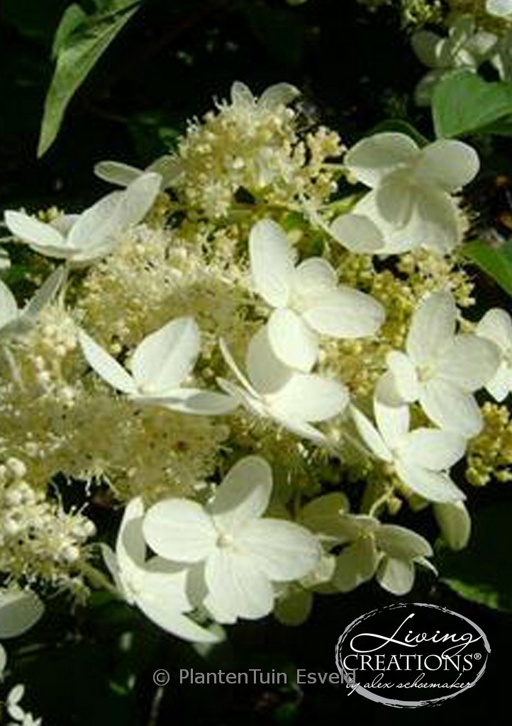 Hydrangea paniculata (LIVING CREATIONS) 'Praecox'