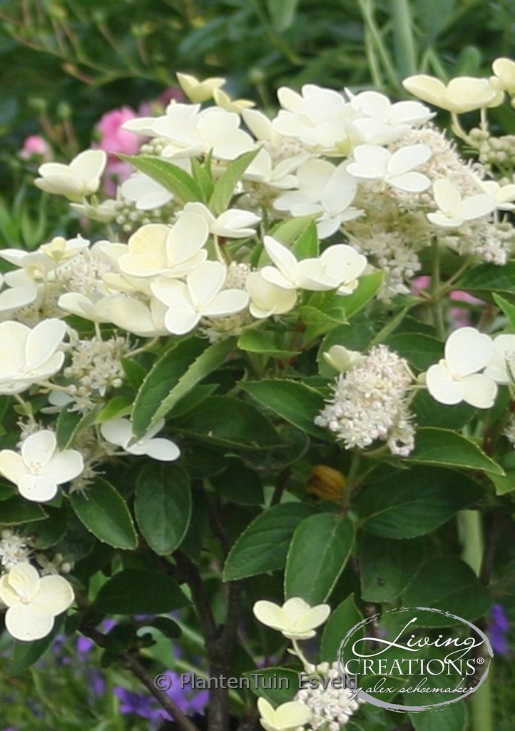 Hydrangea paniculata (LIVING CREATIONS) 'Prime White'