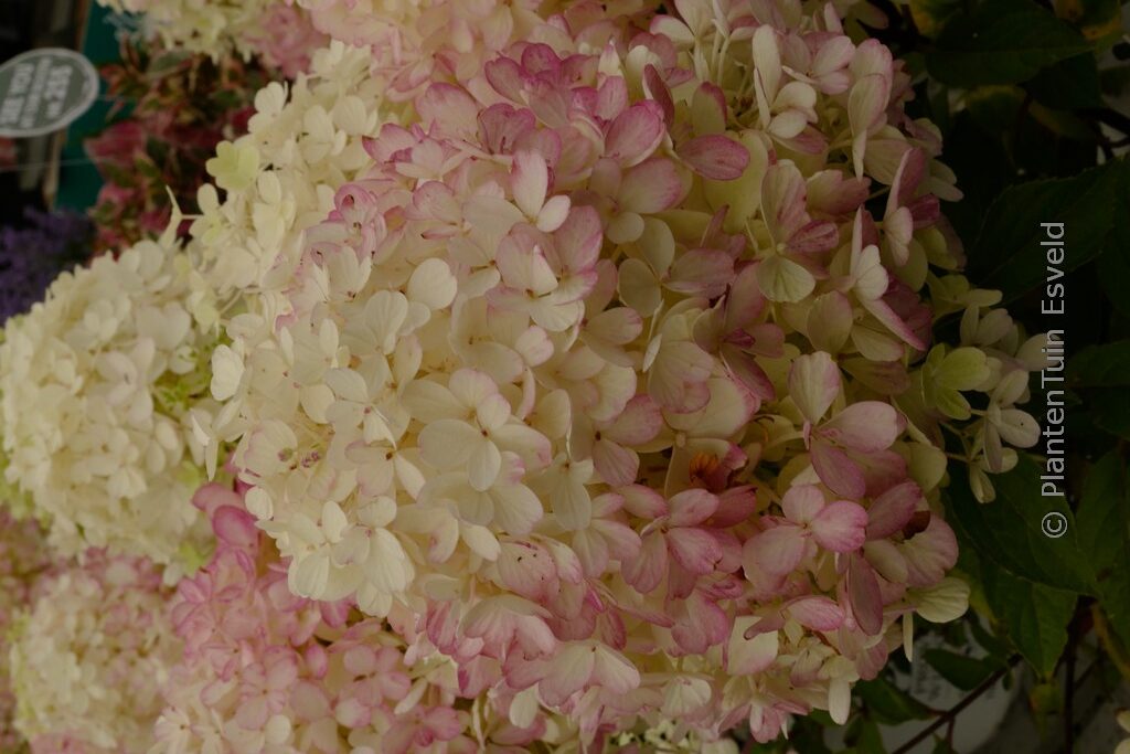 Hydrangea paniculata 'SMNHPR' (Fire Light Tiny Bit)