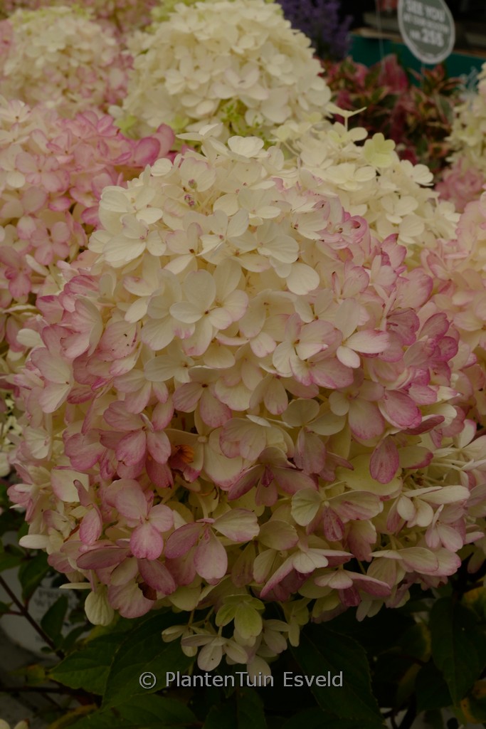 Hydrangea paniculata 'SMNHPR' (Fire Light Tiny Bit)