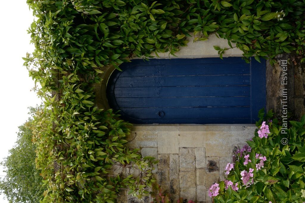 Hydrangea seemannii - Afbeelding 3