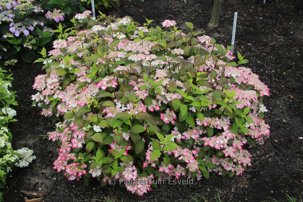 Hydrangea serrata 'Hatsu Shime'