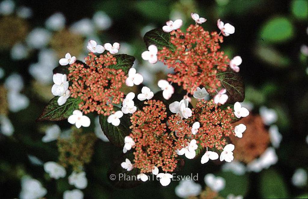 Hydrangea serrata 'Kurenai'