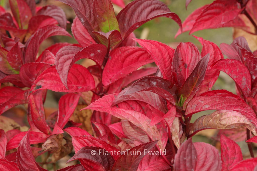 Hydrangea serrata 'Santiago'
