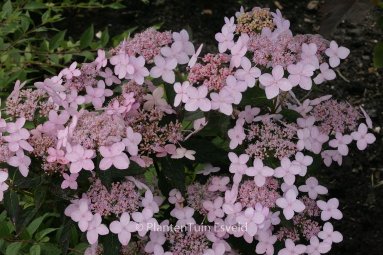 Hydrangea serrata 'Tiara'