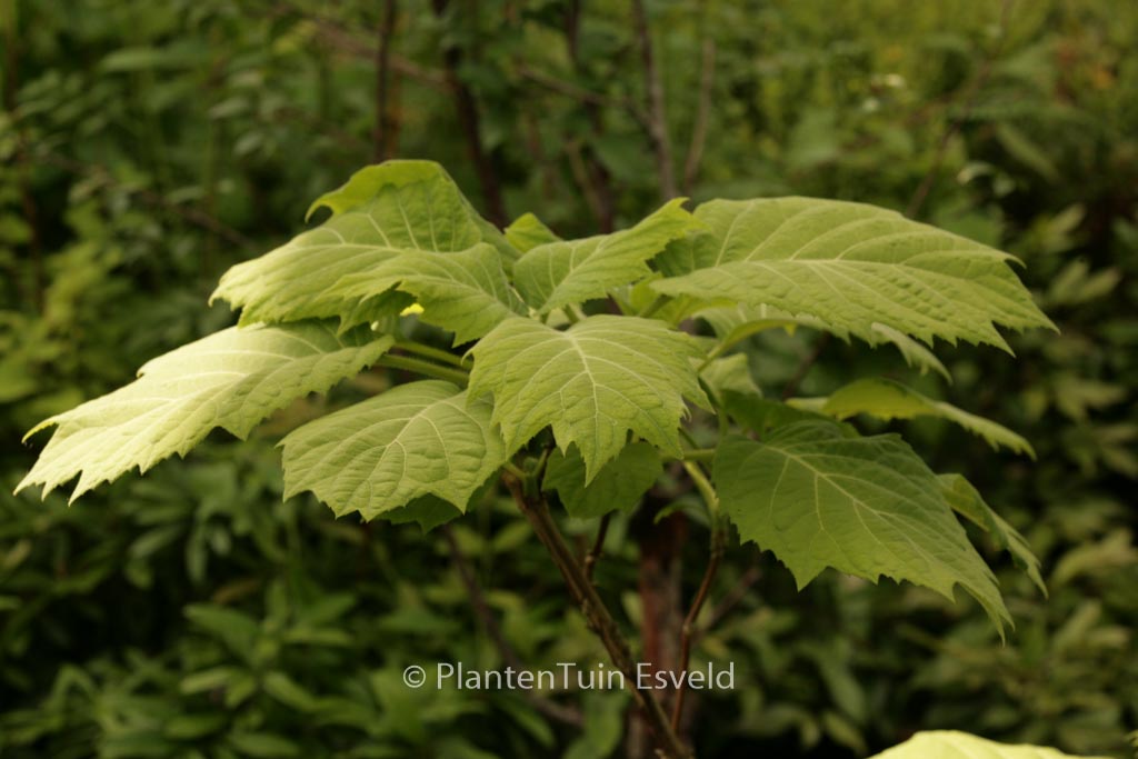 Hydrangea sikokiana