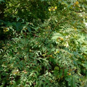 Hypericum tenuicaule