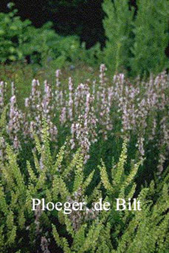 Hyssopus officinalis 'Roseus'
