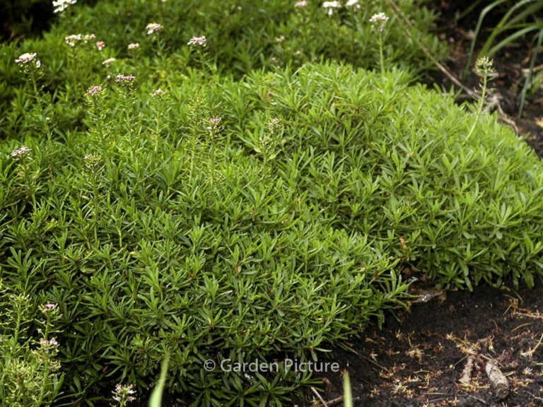 Iberis sempervirens 'Appen-Etz'