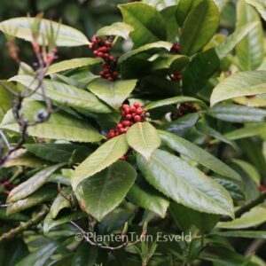 Ilex latifolia