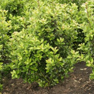 Ilex meserveae 'Heckenpracht'