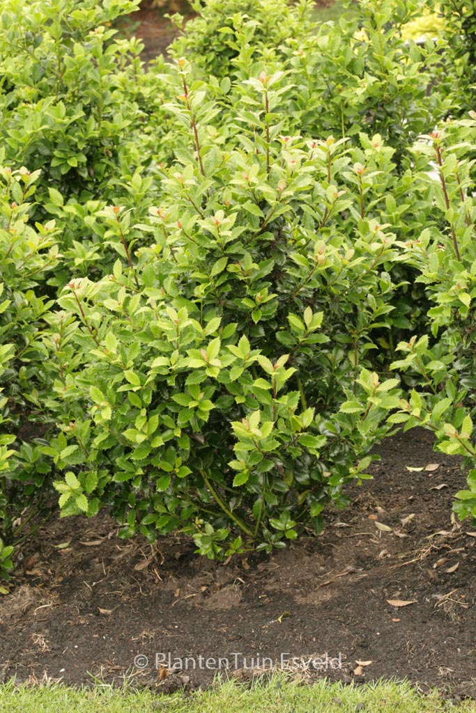 Ilex meserveae 'Heckenpracht'