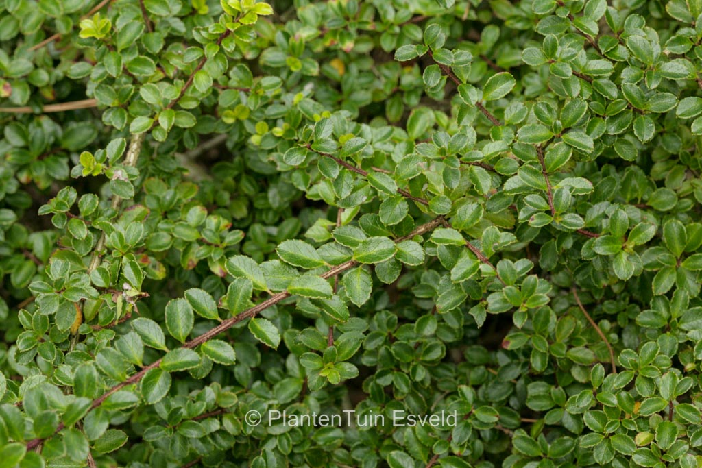 Ilex nothofagifolia
