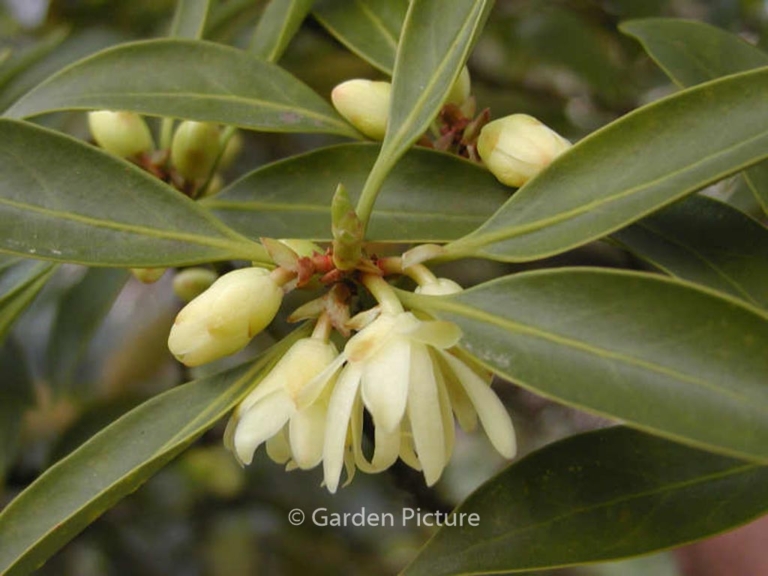 Illicium anisatum