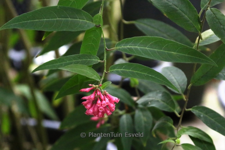 Indigofera howellii 'Reginald Cory'