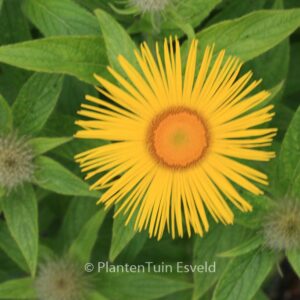 Inula hookeri