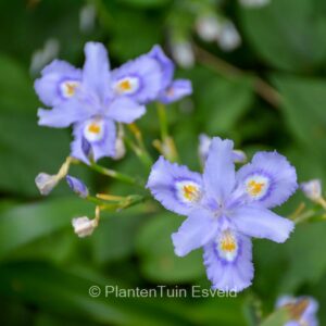 Iris confusa 'Martyn Rix'