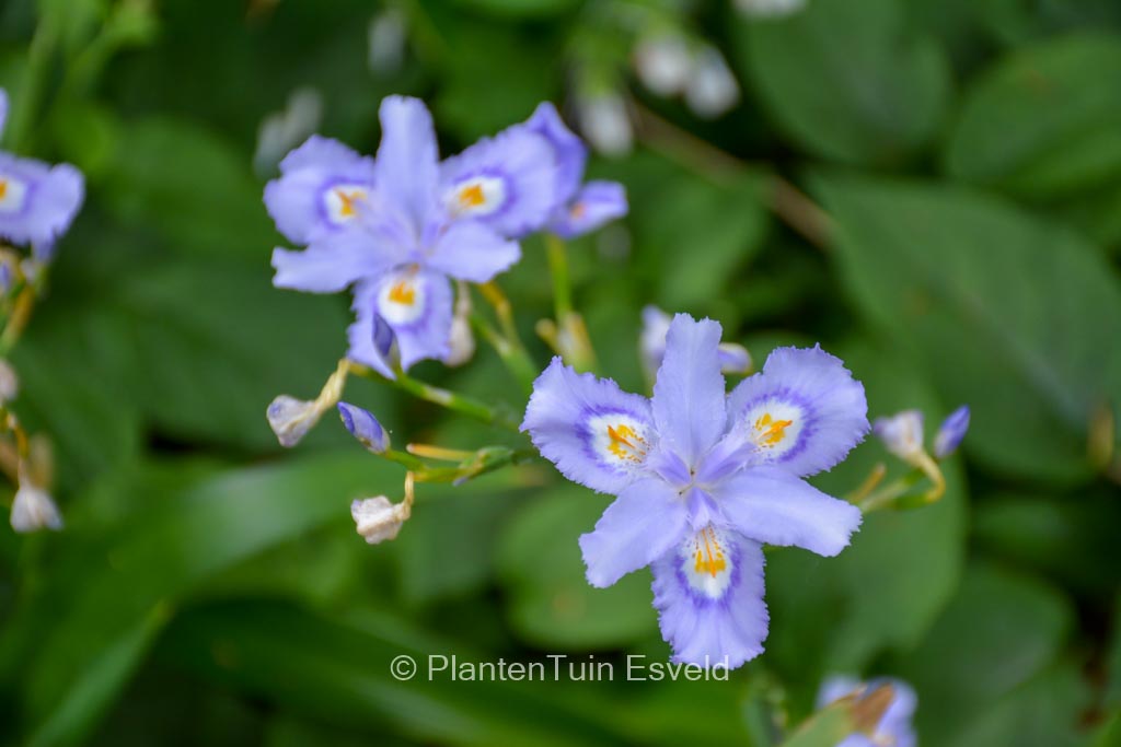 Iris confusa 'Martyn Rix'