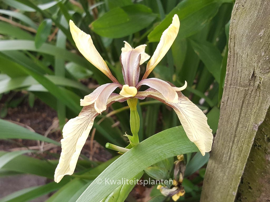 Iris foetidissima 'Citrina'
