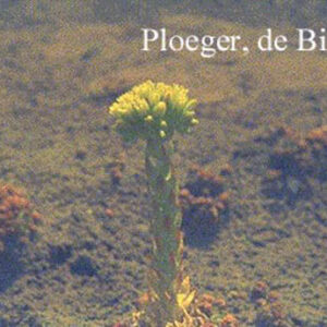 Jovibarba sobolifera 'Green Globe'