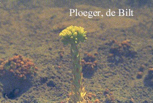 Jovibarba sobolifera 'Green Globe'