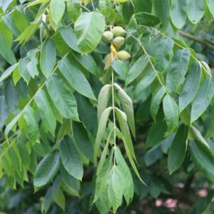 Juglans ailantifolia