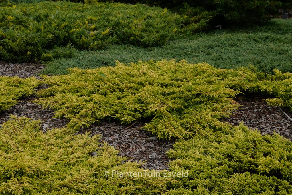 Juniperus communis 'Goldschatz'