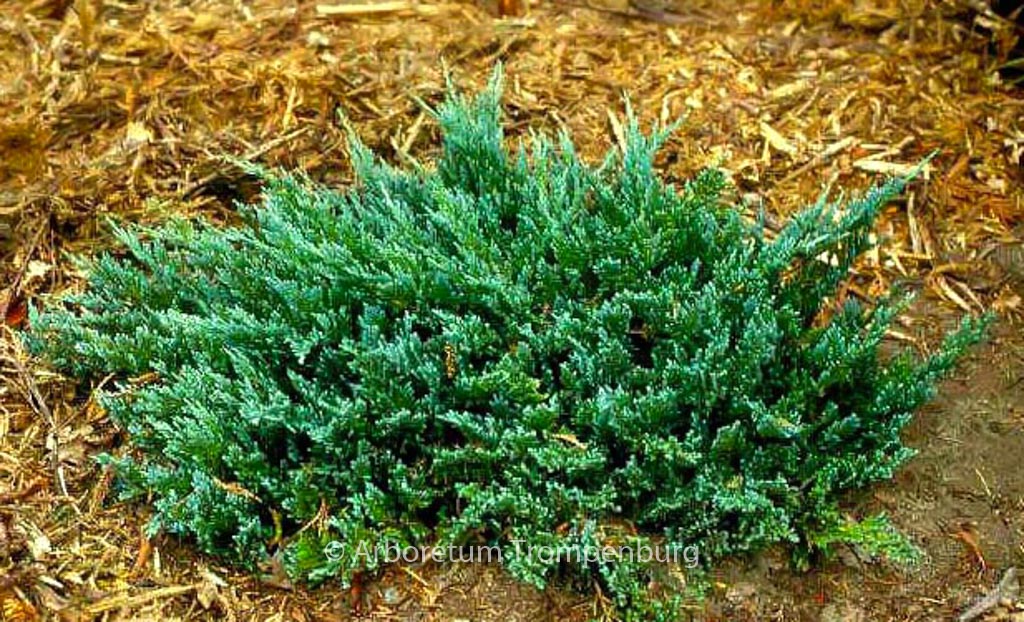 Juniperus horizontalis 'Blue Chip'