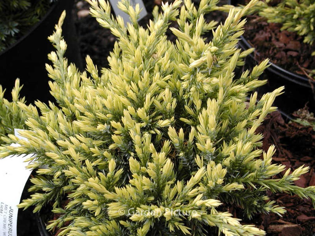 Juniperus squamata 'Holger'