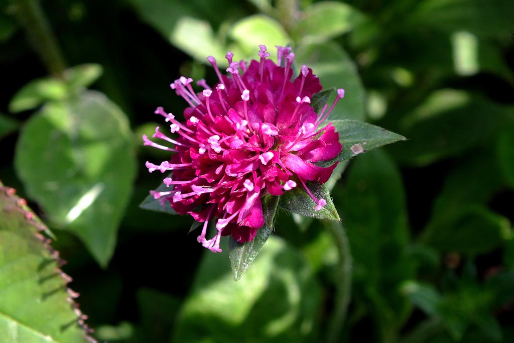 Knautia macedonica 'Melton Pastels'