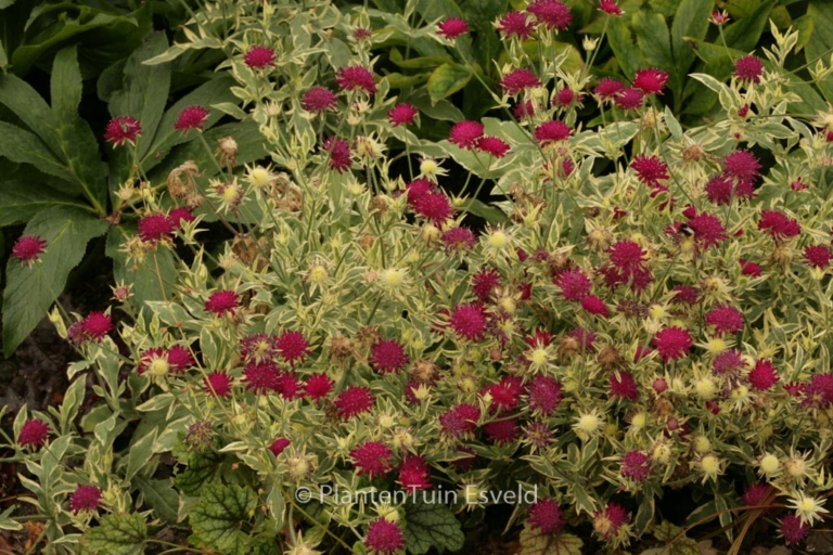 Knautia macedonica 'Thunder and Lightning'