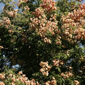 Koelreuteria bipinnata