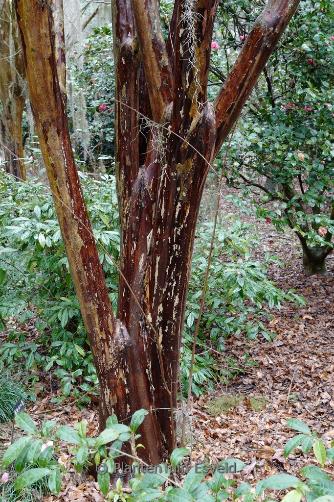 Lagerstroemia fauriei 'Fantasy'