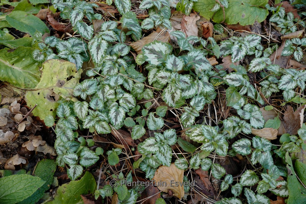 Lamiastrum galeobdolon 'Florentinum'