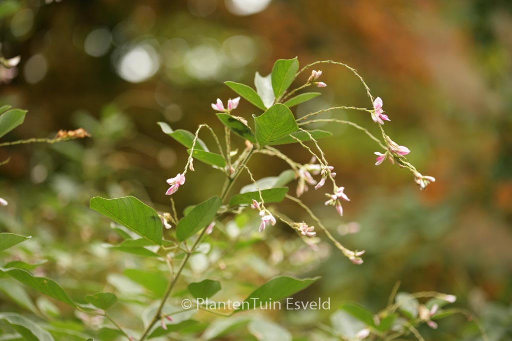 Lespedeza davidii