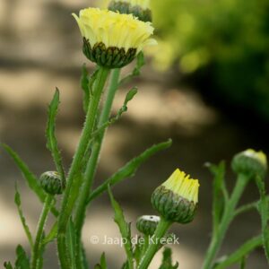 Leucanthemum 'Real Dream'