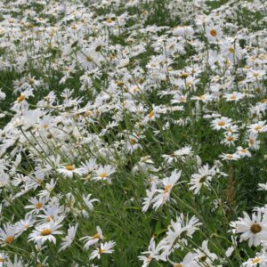 Leucanthemum 'Silberprinzesschen'