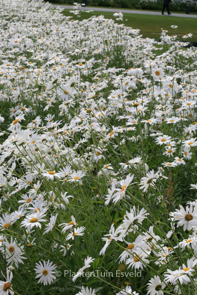 Leucanthemum 'Silberprinzesschen'