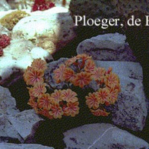 Lewisia 'Sunset Hybrids'